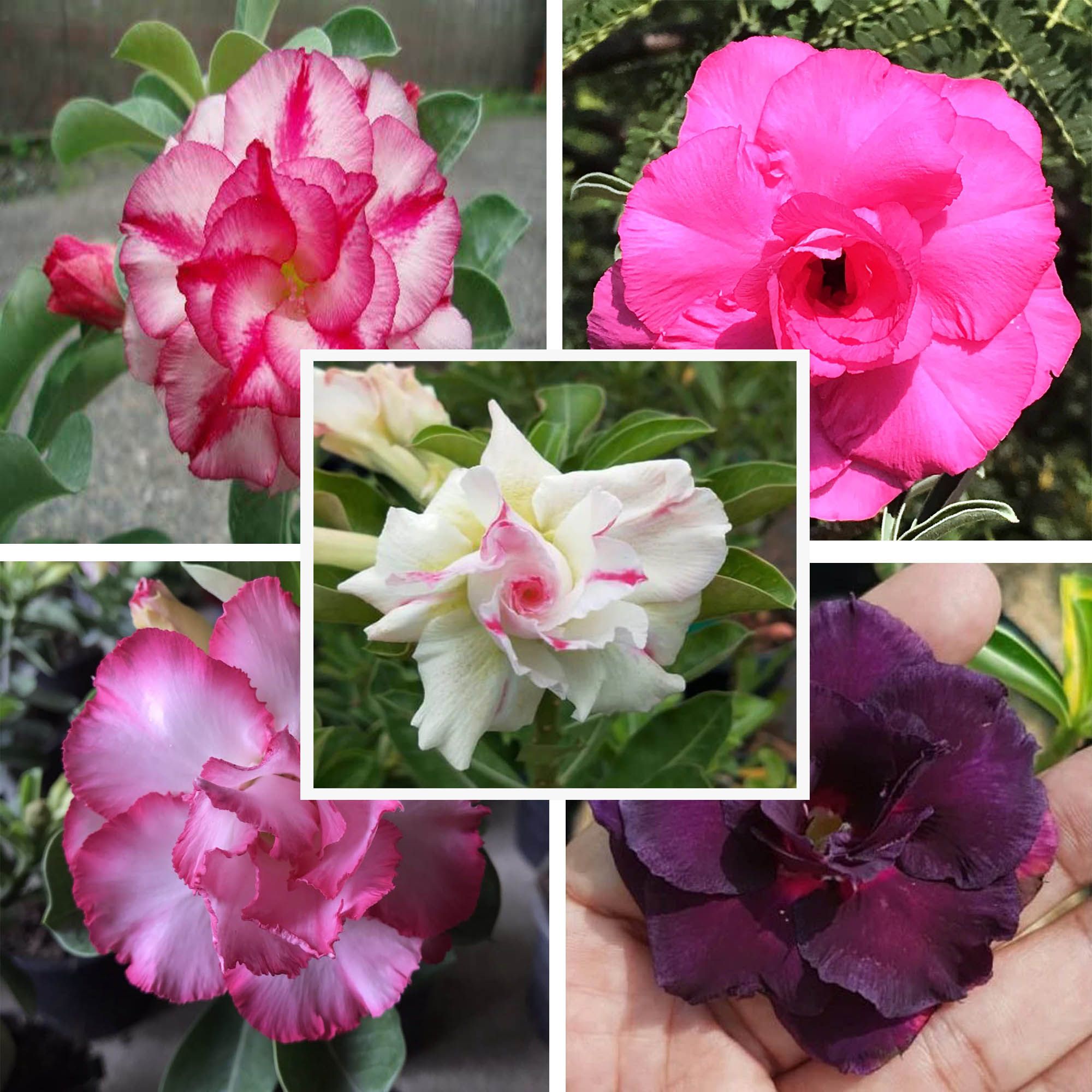 Adenium  Obesum Desert Rose Grafted Flowers Plant (pack of 5)