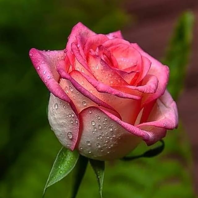 Salmon Pink Rose Fragrant Flower Plant (1-2 Feet Height)