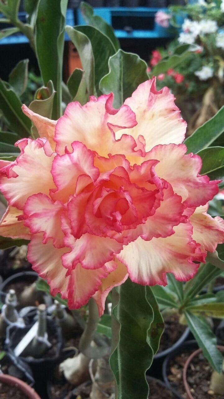 Rosey Variety Adenium  Obesum Desert Rose Grafted Flowers Plant