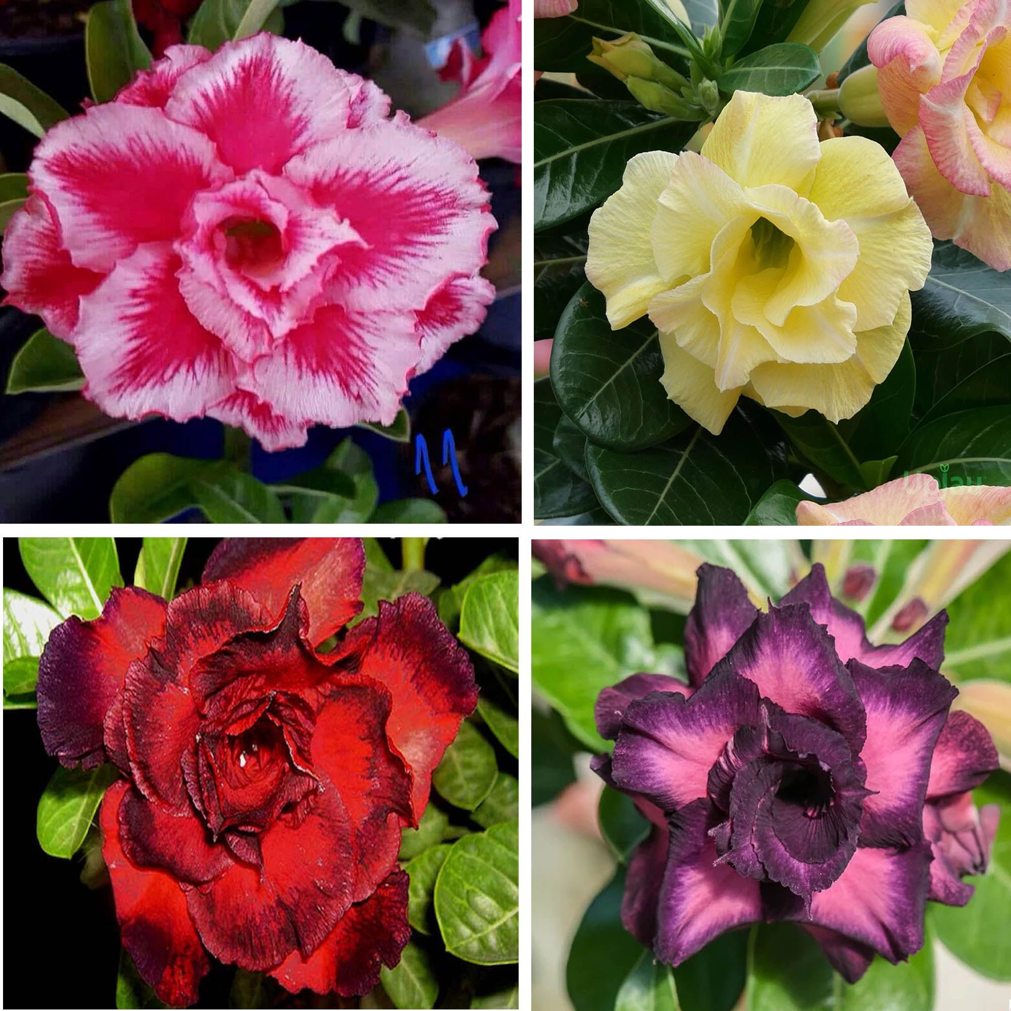 Adenium  Obesum Desert Rose Grafted Flowers Plant (pack of 4)