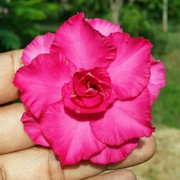 Hybrid Rosey Variety Adenium  Obesum Desert Rose Grafted Flowers Plant -P34