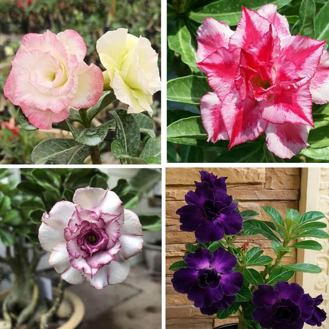 Adenium  Obesum Desert Rose Grafted Flowers Plant (pack of 4)