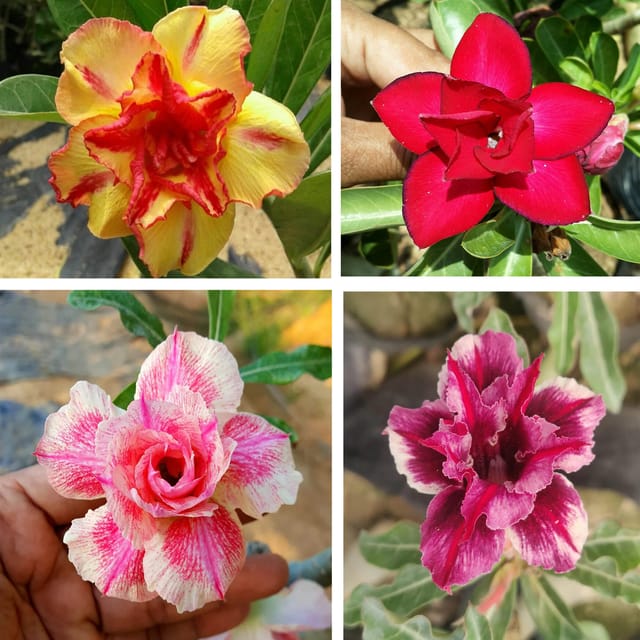 Adenium  Obesum Desert Rose Grafted Flowers Plant (pack of 4)