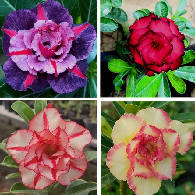 Adenium Obesum Desert Rose Grafted Flowers Plant (pack of 4) Adenium Obesum Desert Rose Grafted Flowers Plant (pack of 4)