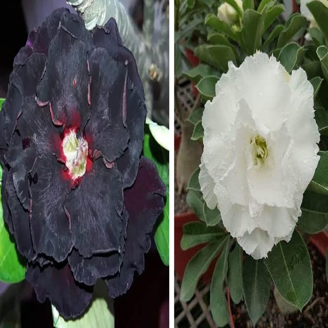 Adenium Obesum Desert Rose Grafted Flowers Plant (pack of 2)