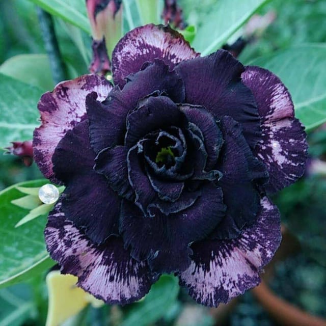 Rosey Variety Adenium  Obesum Desert Rose Grafted Flowers Plant-P28