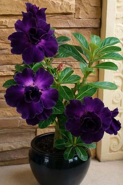 Rosey Variety Adenium  Obesum Desert Rose Grafted Flowers Plant