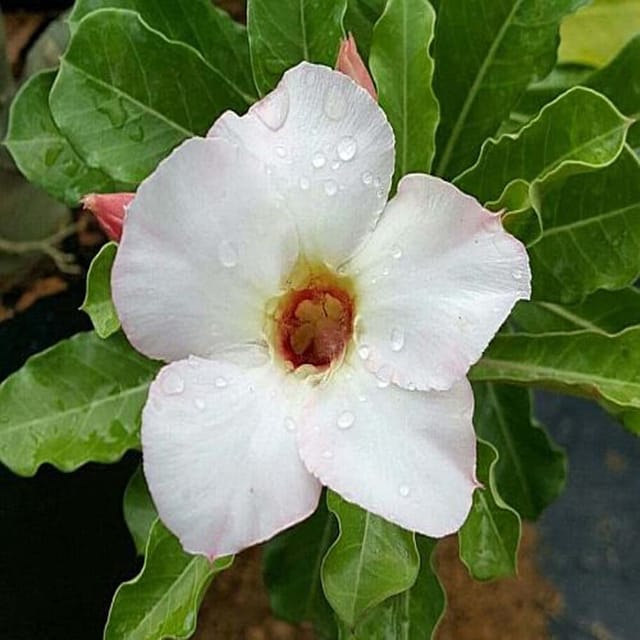 Rosey Variety Adenium  Obesum Desert Rose Grafted Flowers Plant