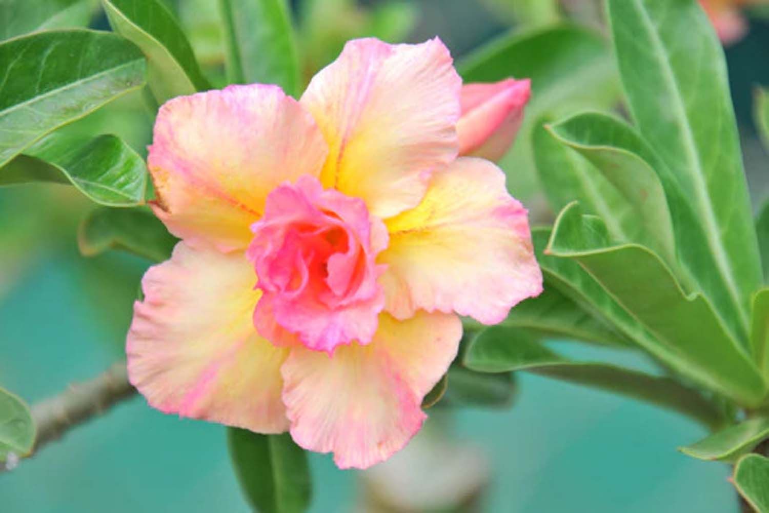 Rosey Variety Adenium Obesum Desert Rose Grafted Flowers Plant