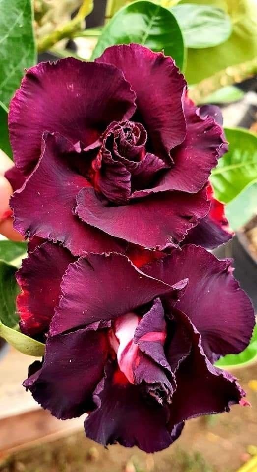 Rosey Variety Adenium Obesum Desert Rose Grafted Flowers Plant