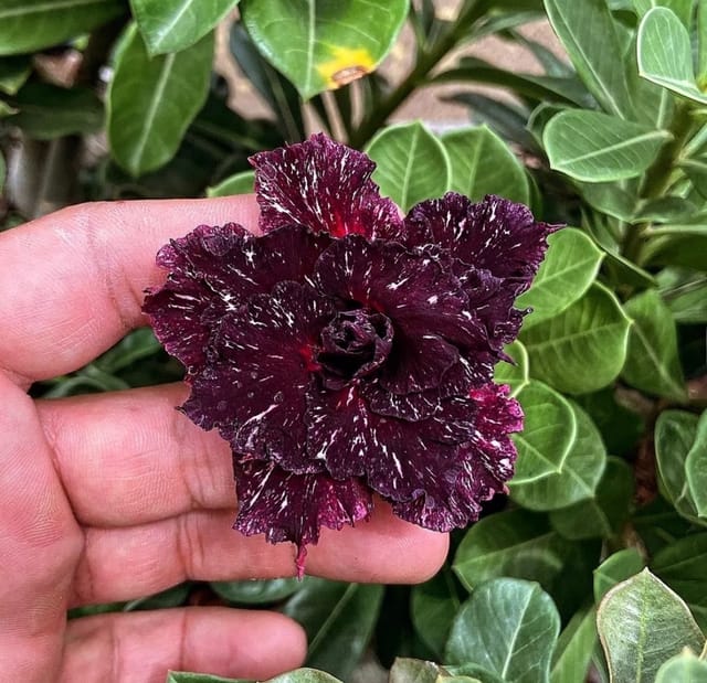 Rosey Variety Adenium Obesum Desert Rose Grafted Flowers Plant-P7