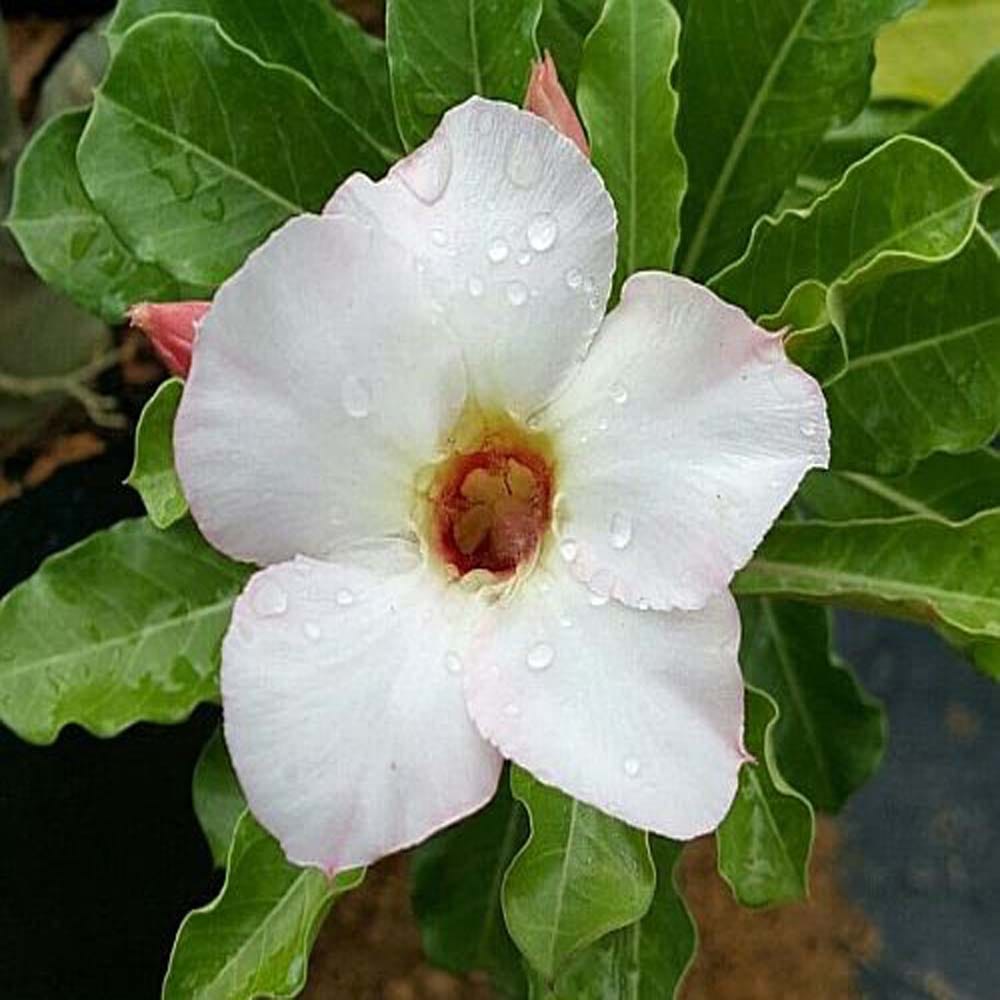 Rosey Variety Adenium Obesum Desert Rose Grafted Flowers Plant-P4