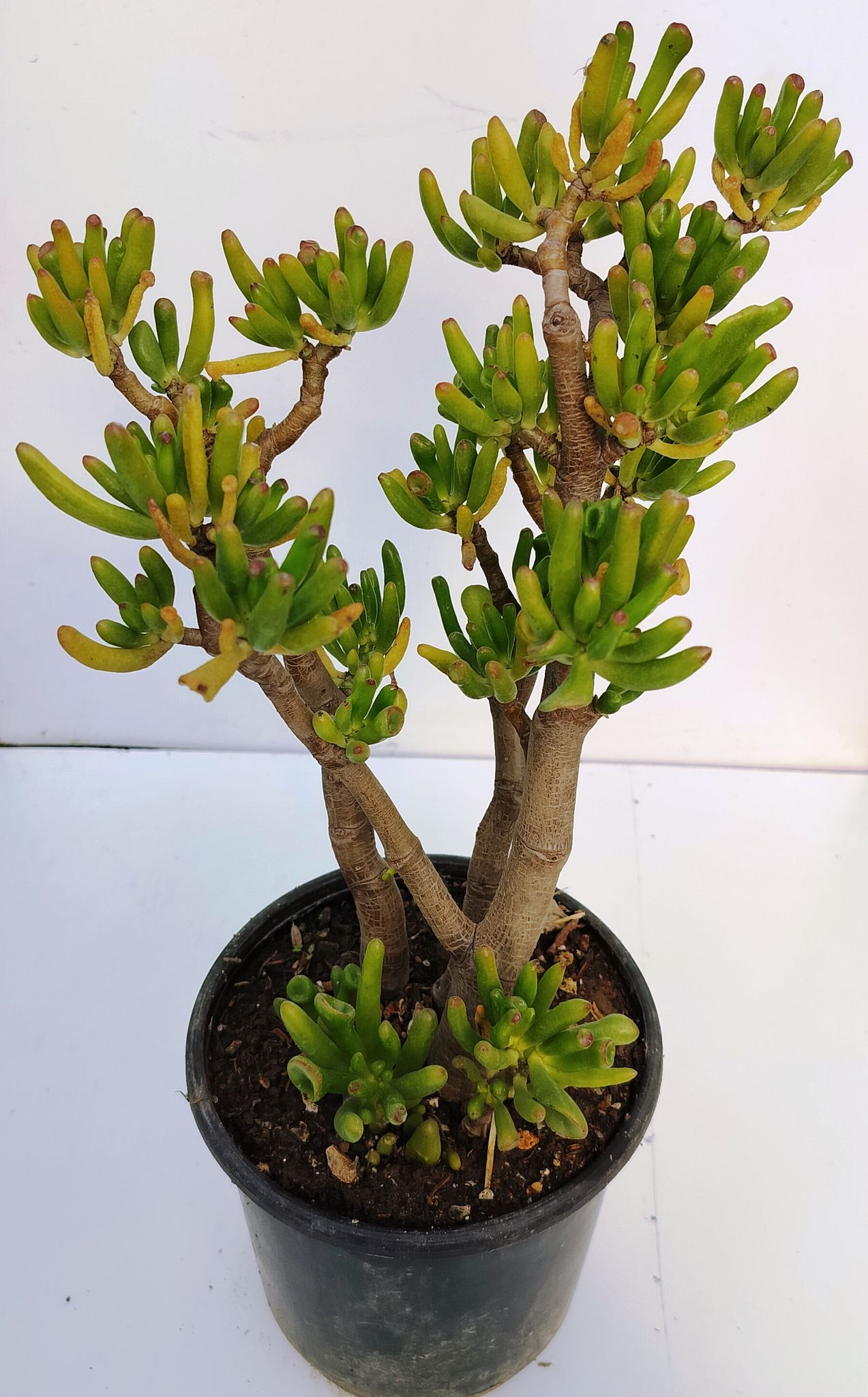 Phulwari Large Size Gollam Jade Plant (Crassula ovata ‘Gollum’)