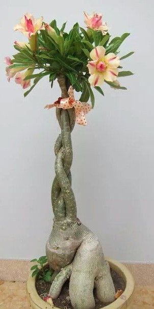 Braided Adenium Plant (Desert Rose)