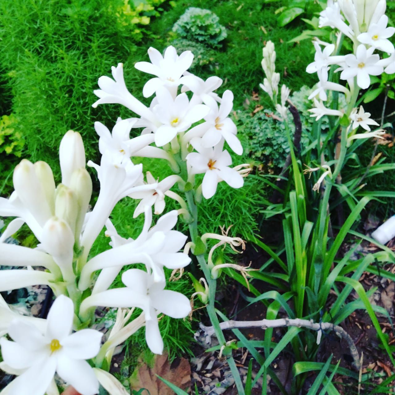 25 Bulb Tuberose (Rajnigandha) live cluster with green leaves