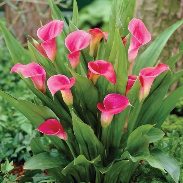 Pink Calla Lily Flowering Plant