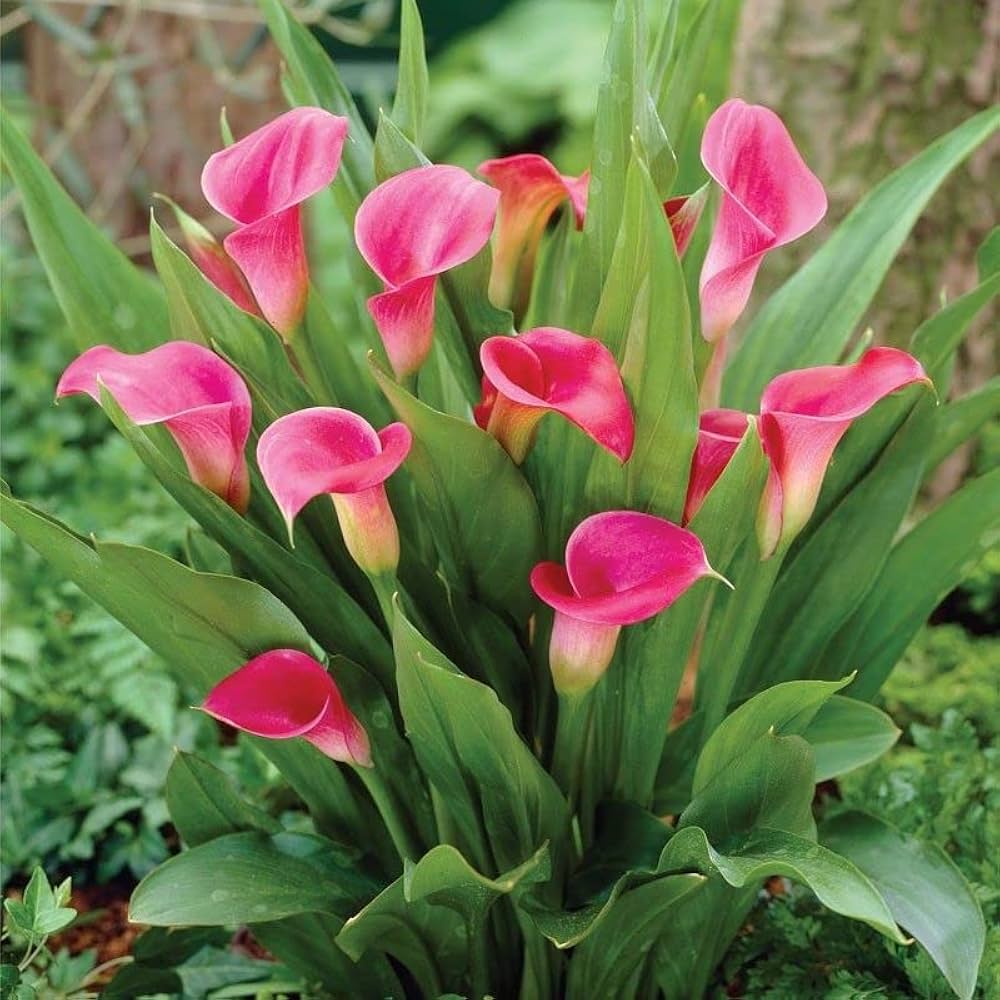 Pink Calla Lily Flowering Plant