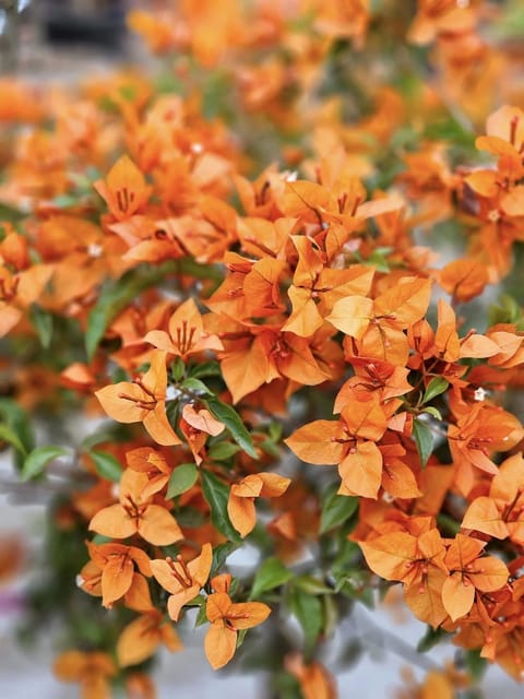 Bougainvillea Fire Opal
