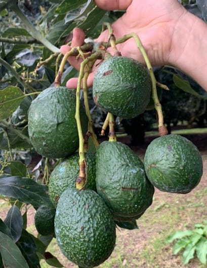 Avocado Plant - Healthy Fast Growing Fruit Plant for Home & Garden