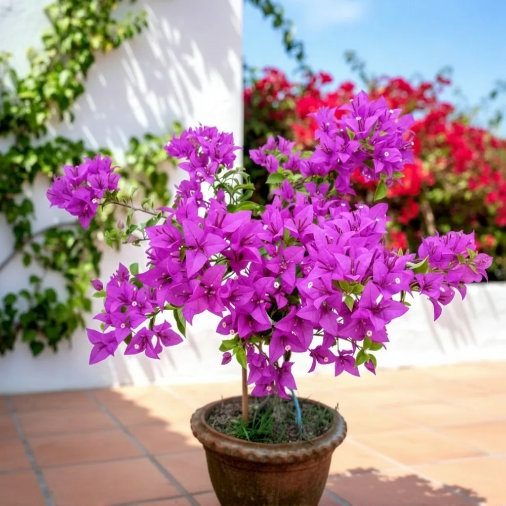Bougainvillea Glabra Purple