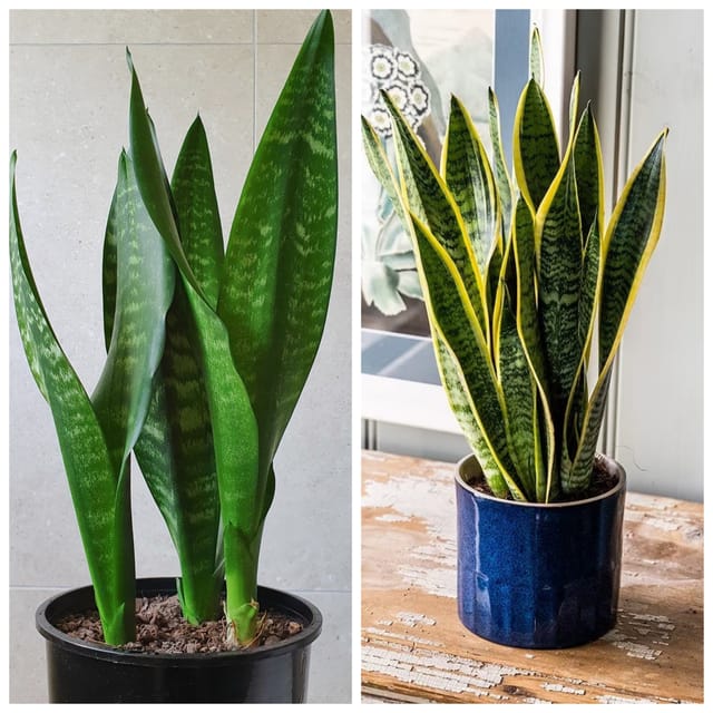 Snake Plant Combo – Normal & Variegated