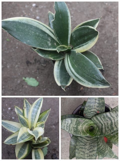 Snake Plant Dwarf Variety Combo  (Pack of 3)