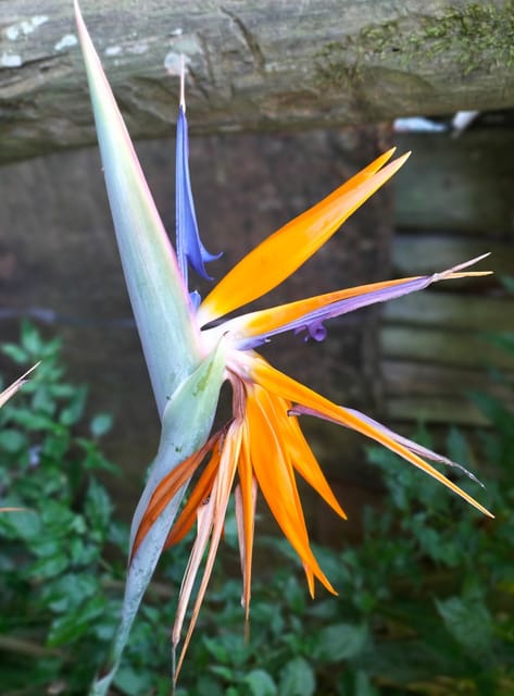 Bird of Paradise Flower Plant