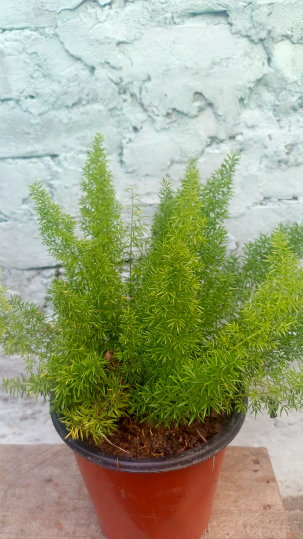 Asparagus Densiflorus Plant | Sprenger’s Fern