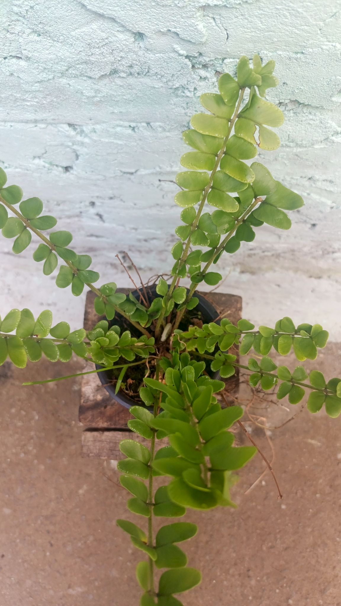 Butterfly Fern Plant | Decorative Indoor Fern