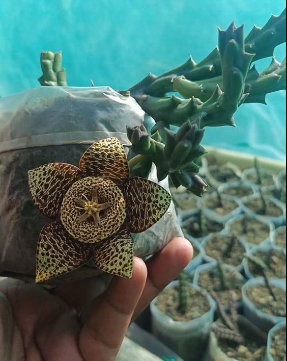 Stapelia Orbea Semota Green Plant