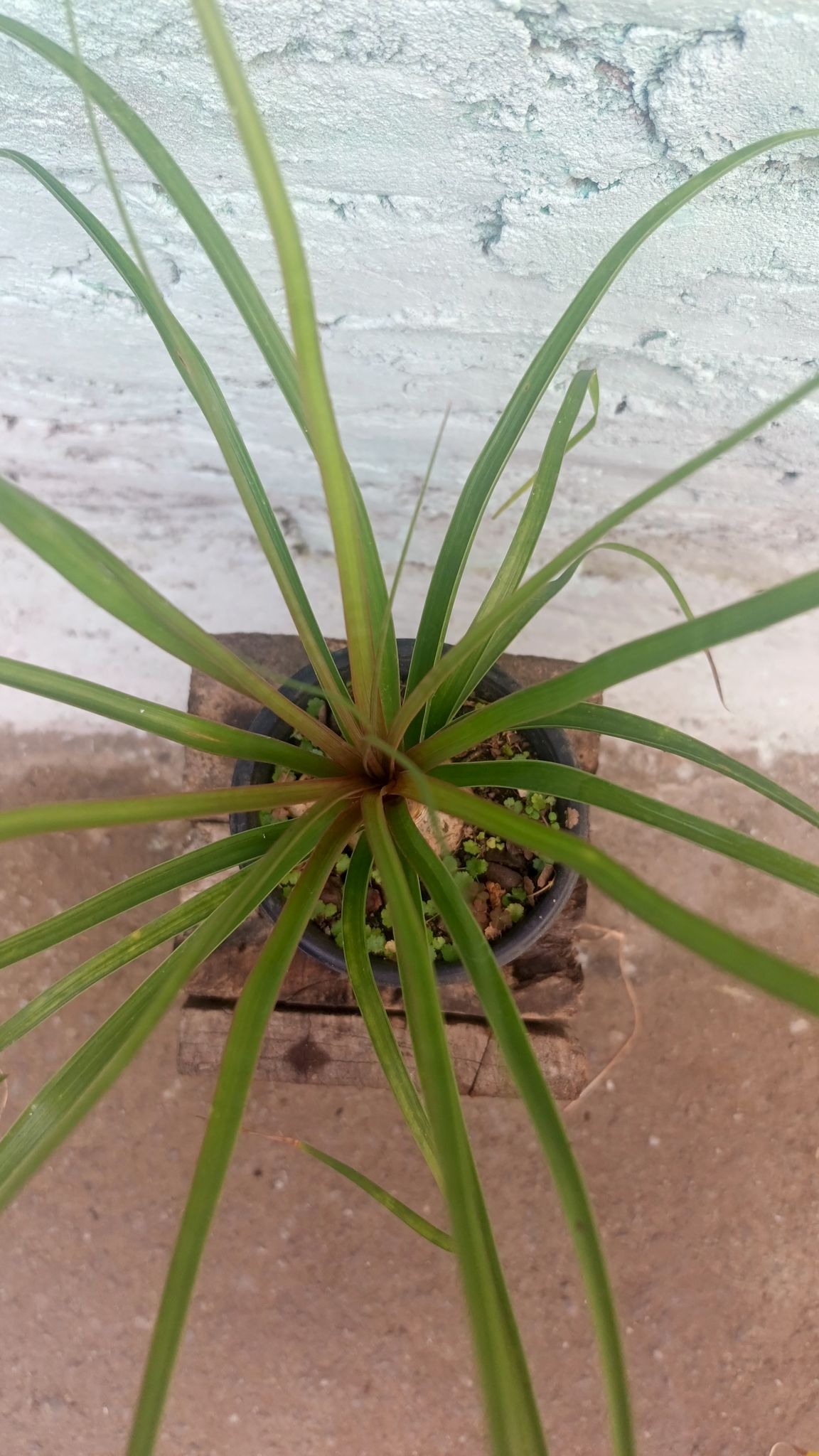 Nalina Plant | Ponytail Palm | Beaucarnea Recurvata