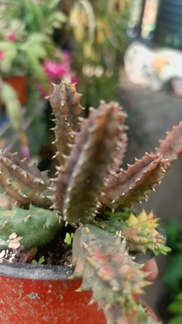 Orbea semota Variegated Plant