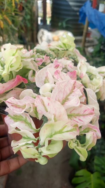 Pedilanthus Tithymaloides Variegated Plant