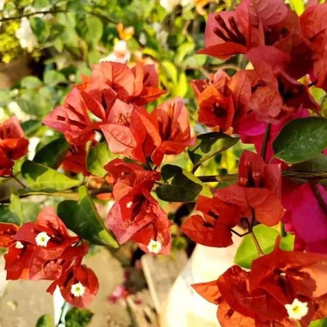 Bougainvillea Chocolate Brown