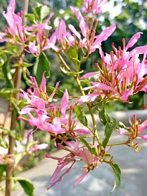 Bougainvillea Spider Plant