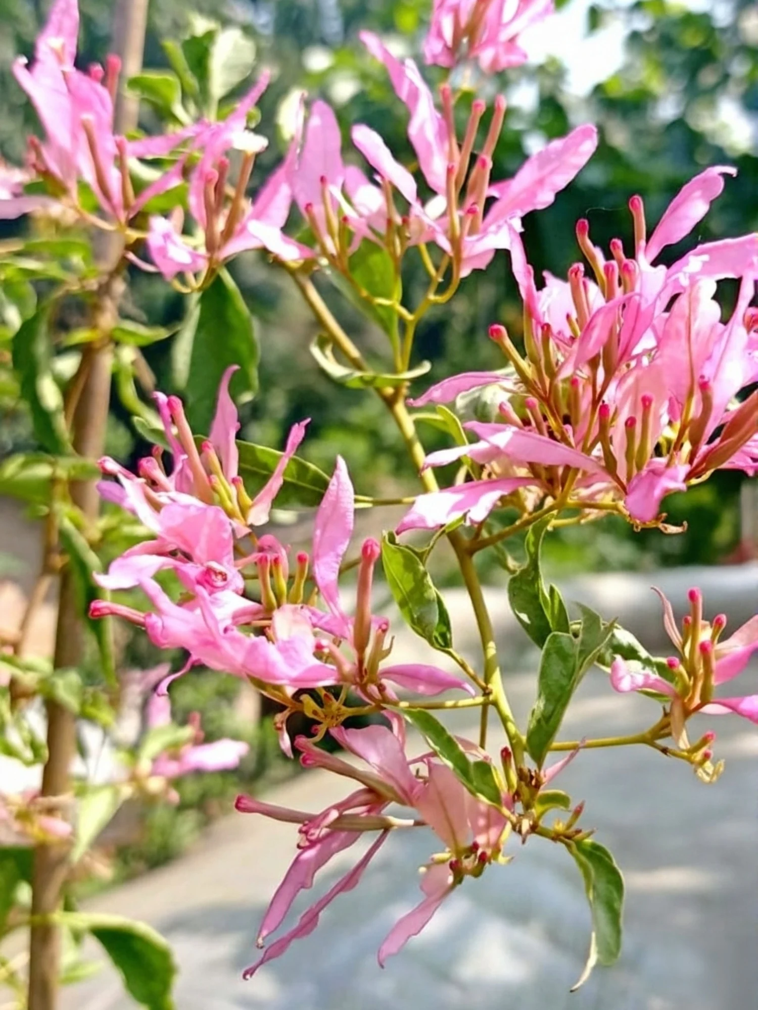 Bougainvillea Spider Plant