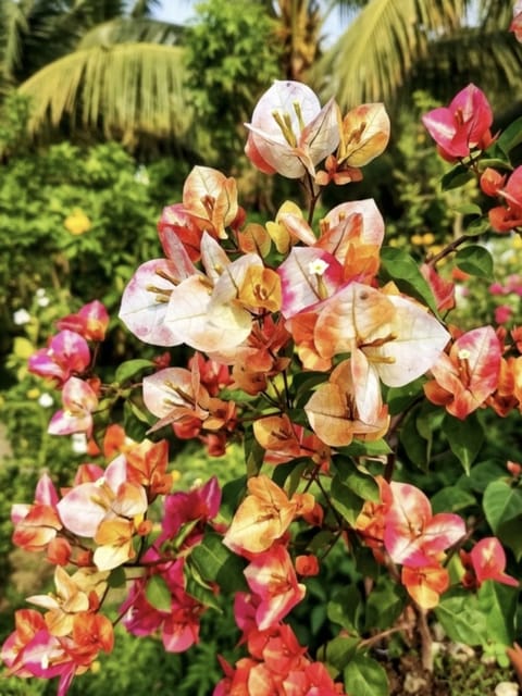 Golden Sunshine Bougainvillea Plant Golden Sunshine Bougainvillea Plant