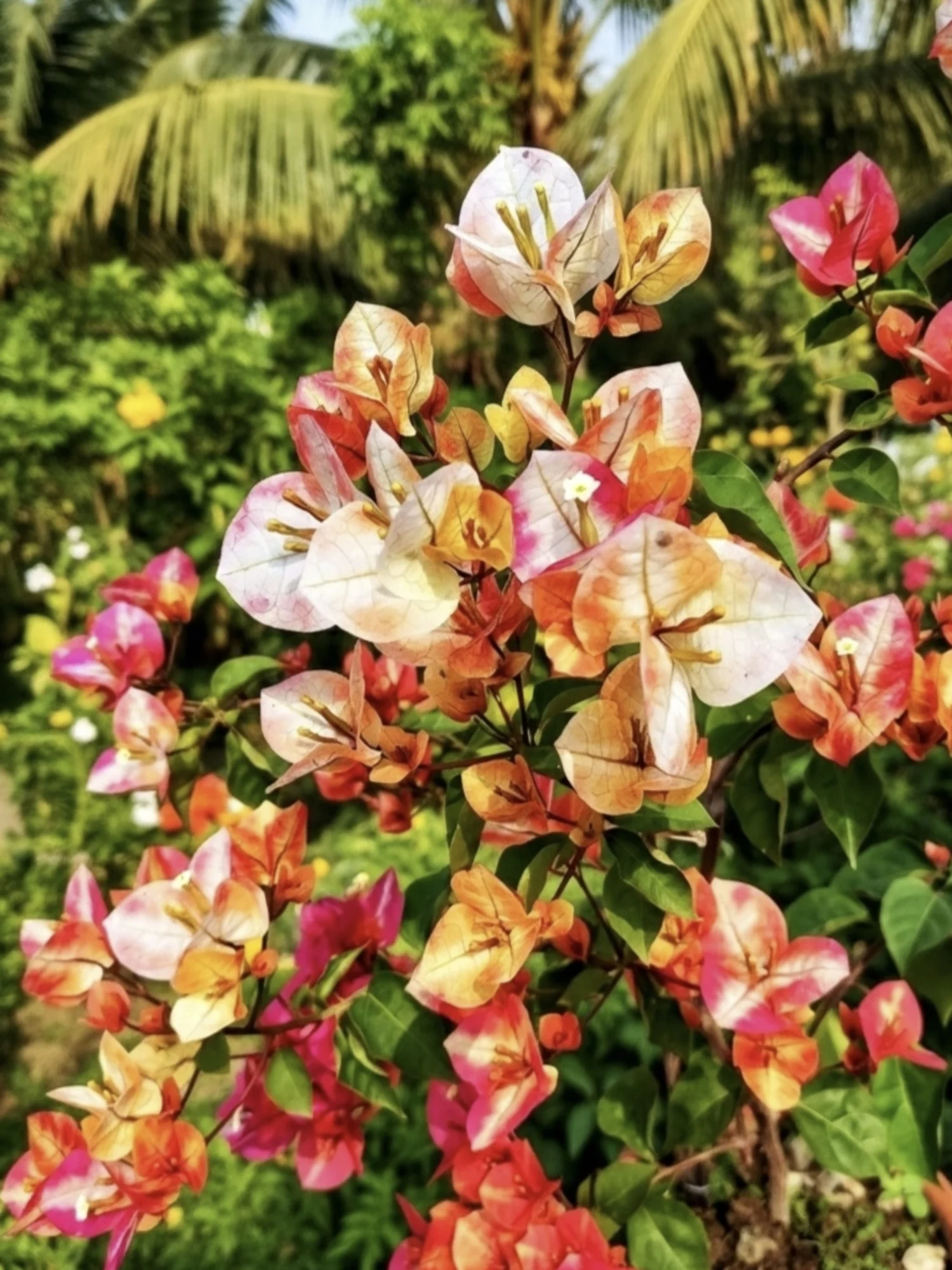 Golden Sunshine Bougainvillea Plant