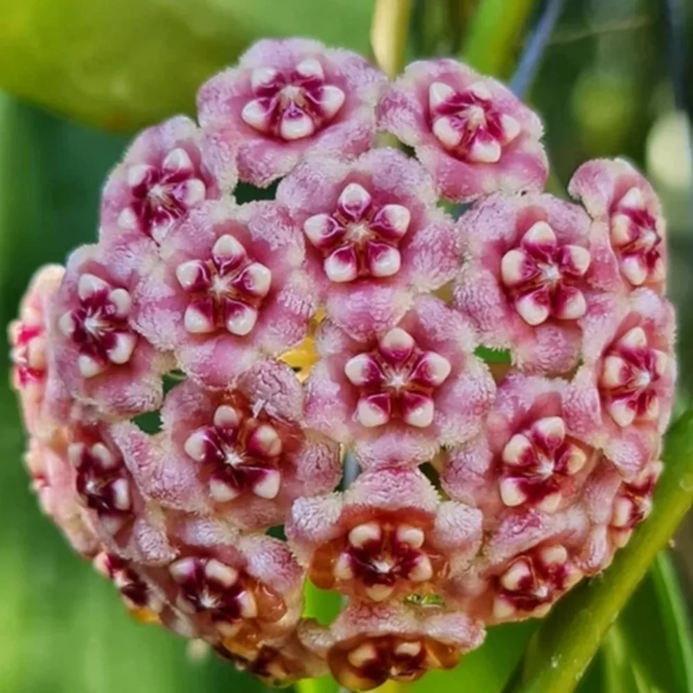 Hoya Meliflua Plant