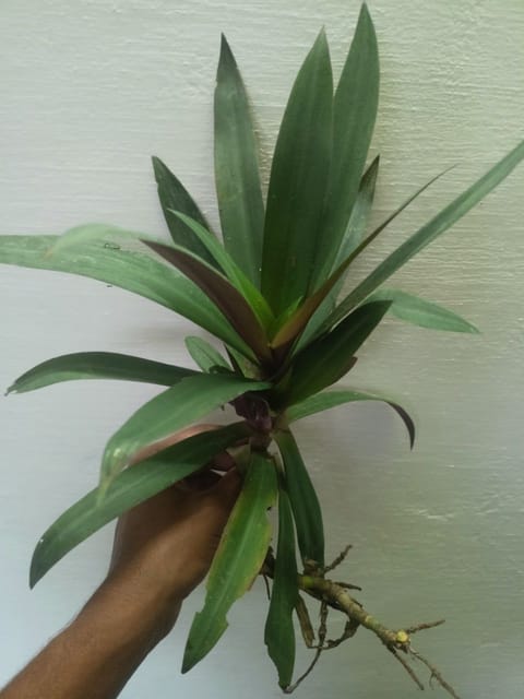 Rhoeo Plant  | Bare Root Tradescantia Spathacea (Pack of 3)