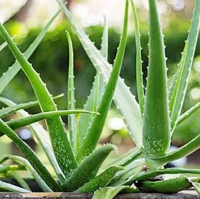 Aloe Vera Plant