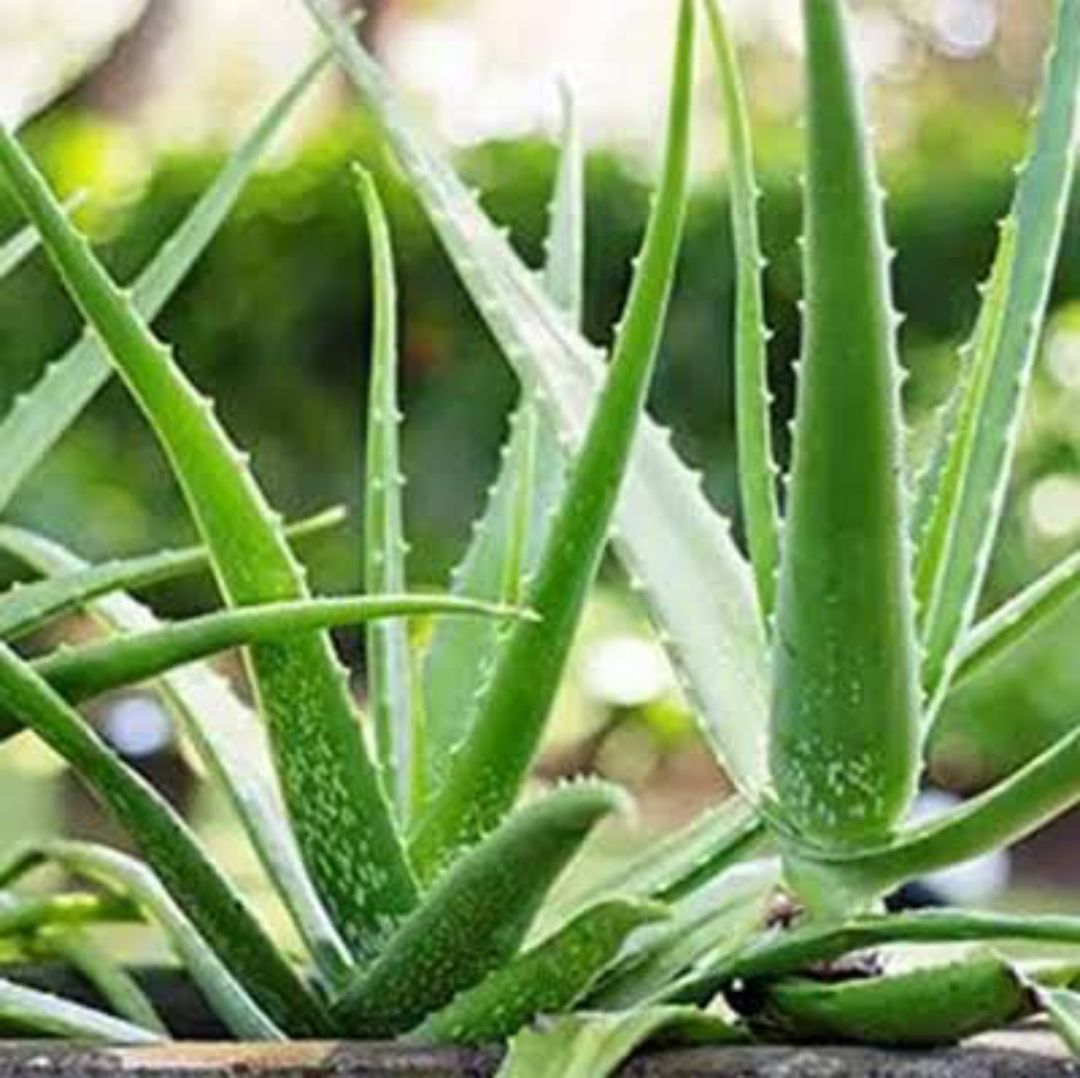 Aloe Vera Plant