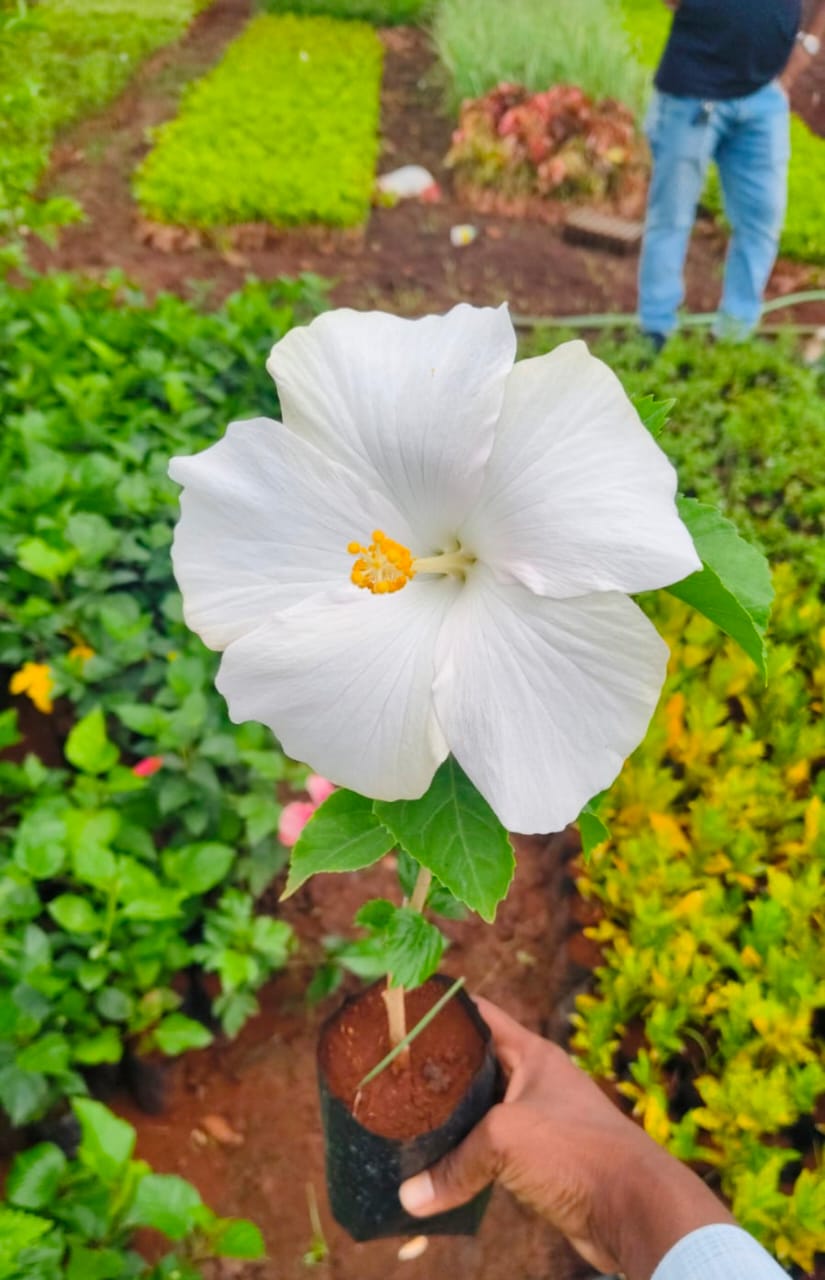 Hybrid Mandaram Plant | White Hibiscus