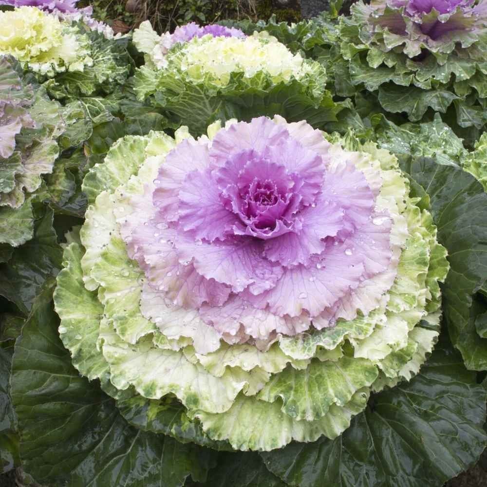 KALE ORNAMENTAL CABBAGE SEEDS (PACK OF100 SEEDS )