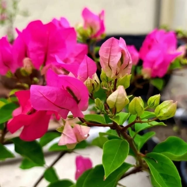 Bougainvillea Chilli Pink