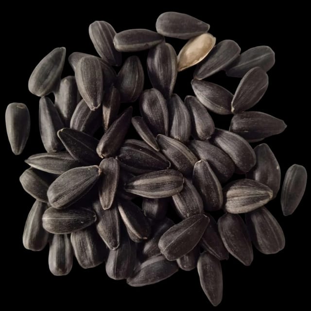 Sunflower Microgreen Seeds (25g Pack)