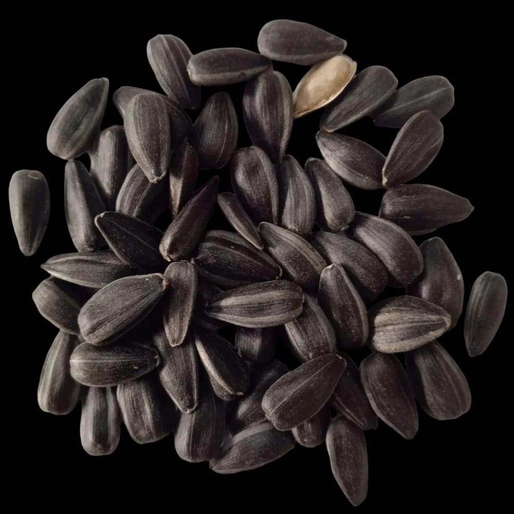 Sunflower Microgreen Seeds (25g Pack)