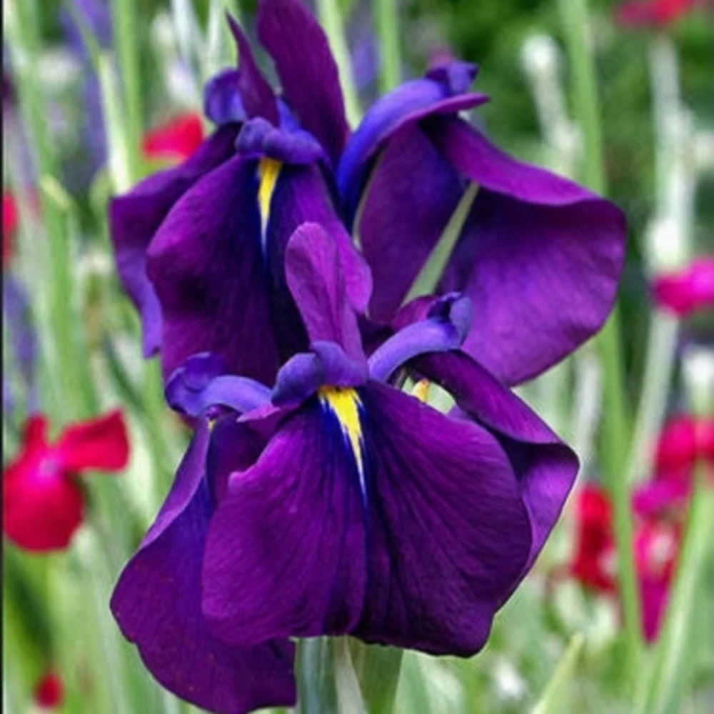 Iris ensata 'Variegata' Japanese Iris