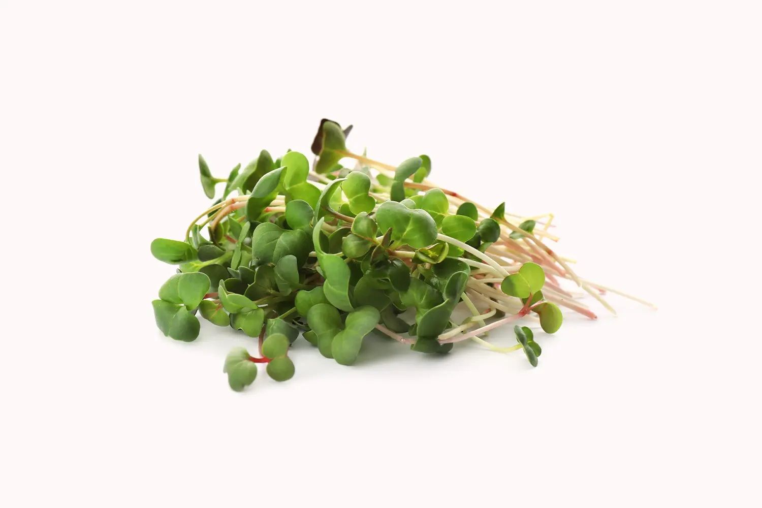 Radish Microgreen Seeds (25g Pack)