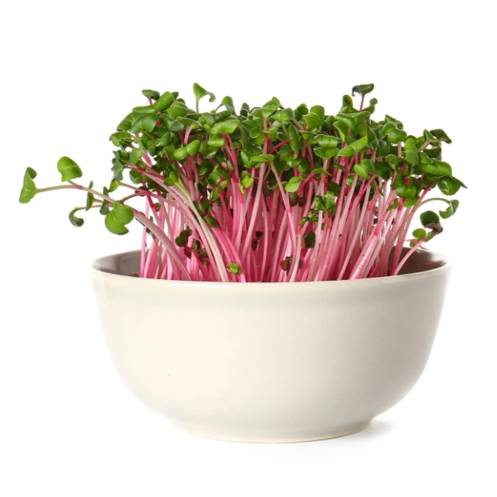 Beetroot Microgreen Seeds (25g Pack)